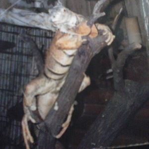 Meet your Posher, Bobbie